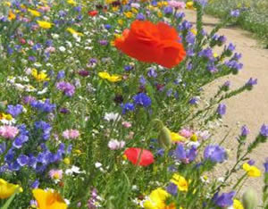 Guide to sowing flower meadows