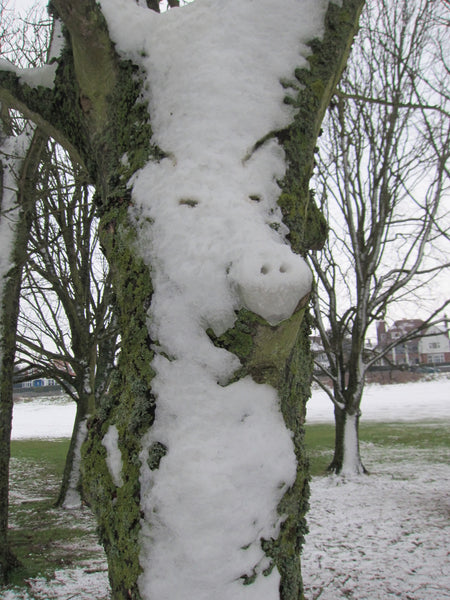 Snow Tree Fun!